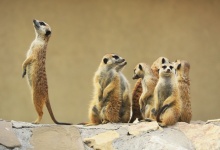 Meerkats